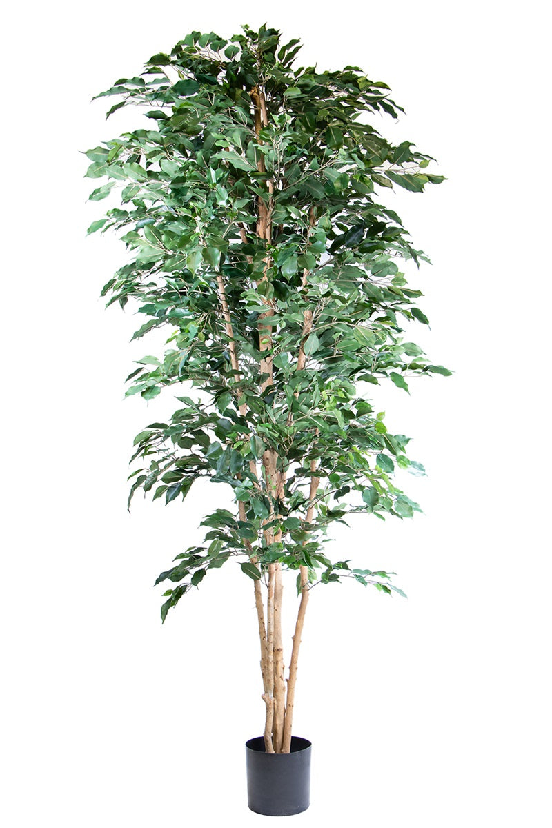 Ficus nitida