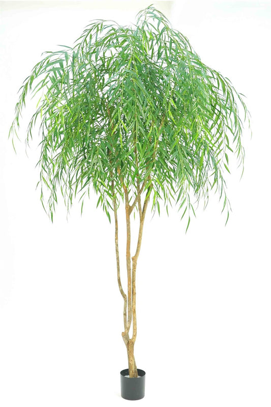 Saule pleureur vert