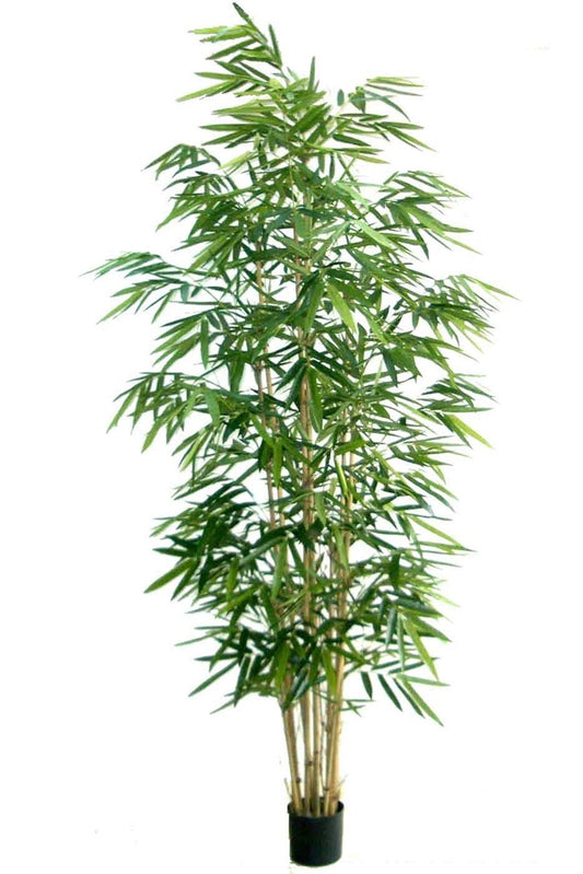 Bamboo vert