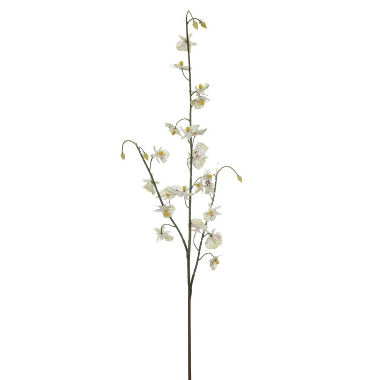 Orchidee - branche