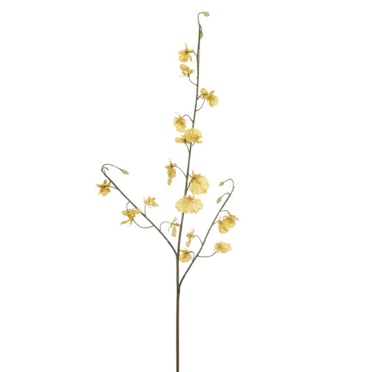 Orchidee - branche