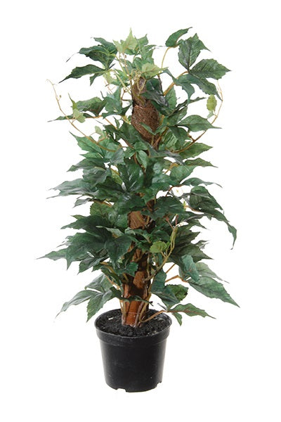 Vignes vierges - Parthénocisse