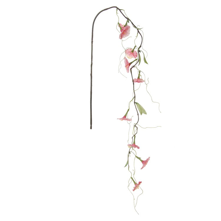 Petunia - branche
