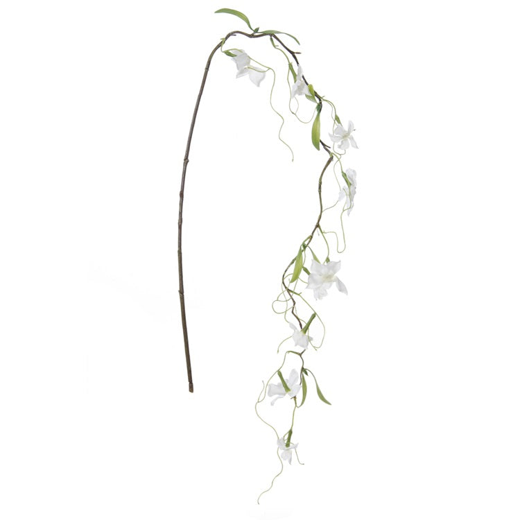 Stephanotis - branche