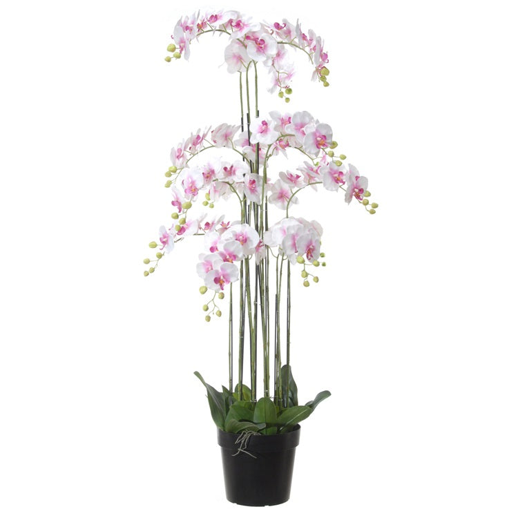 Phalaenopsis