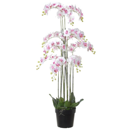 Phalaenopsis