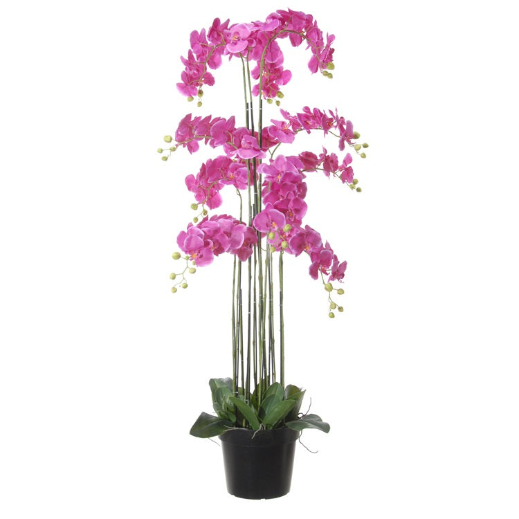 Phalaenopsis
