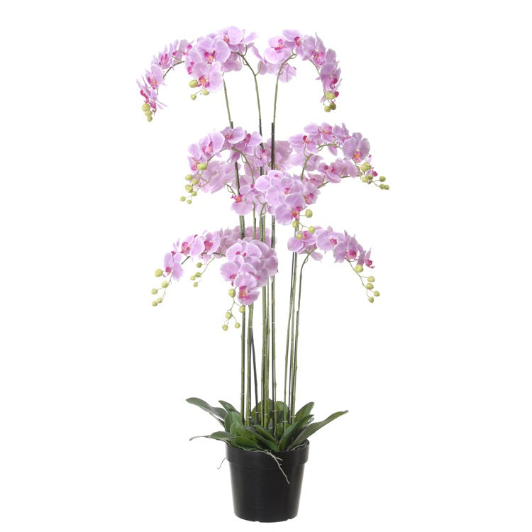 Phalaenopsis