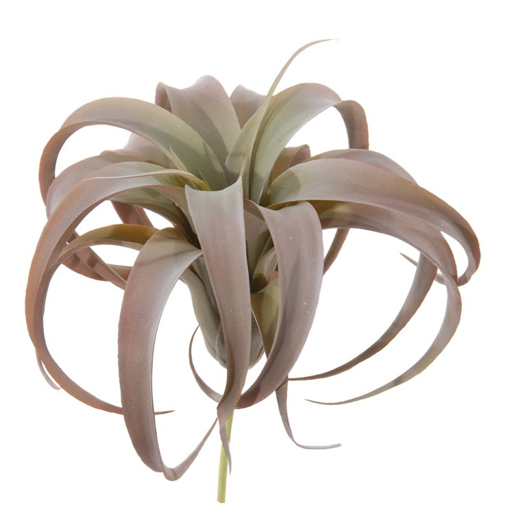 Tillandsia