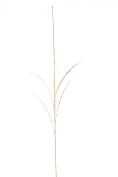 Pennisetum - Brin