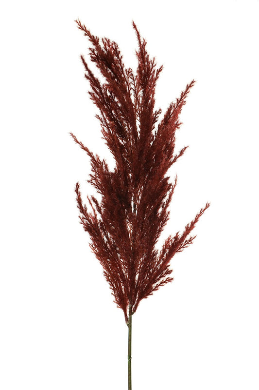 Herbe Pampa - tige