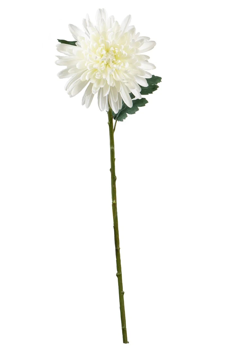 Fleur unique - Chrysanthème