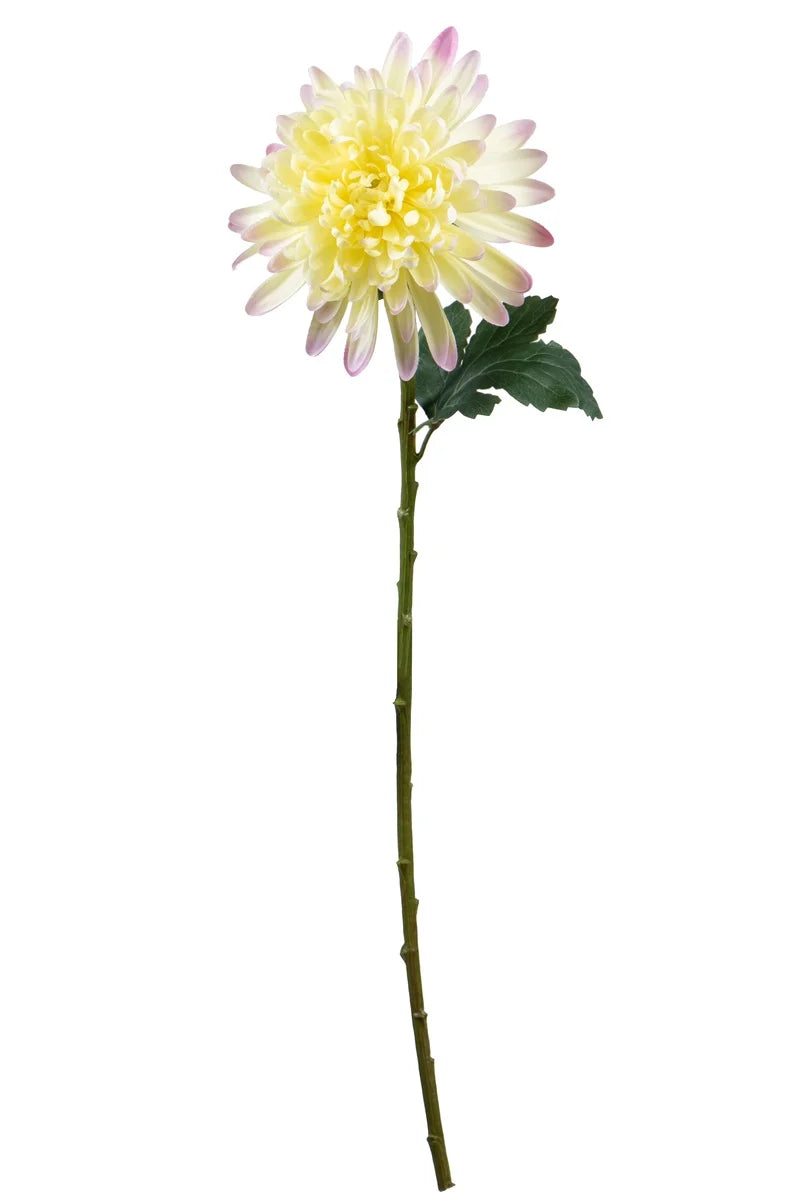 Fleur unique - Chrysanthème