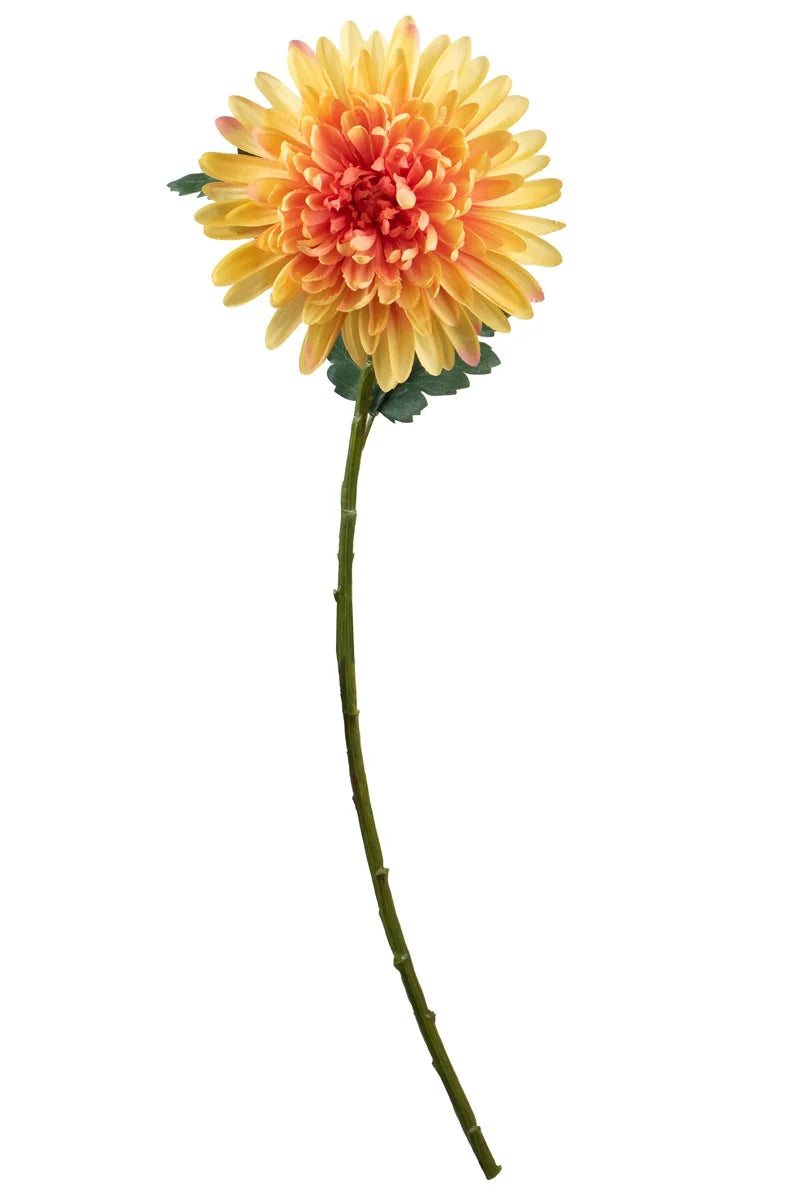 Fleur unique - Chrysanthème