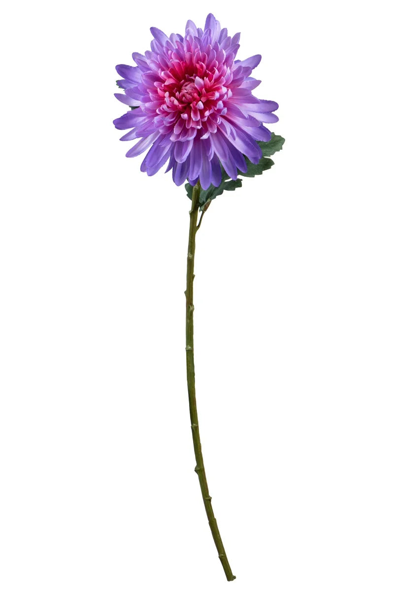 Fleur unique - Chrysanthème