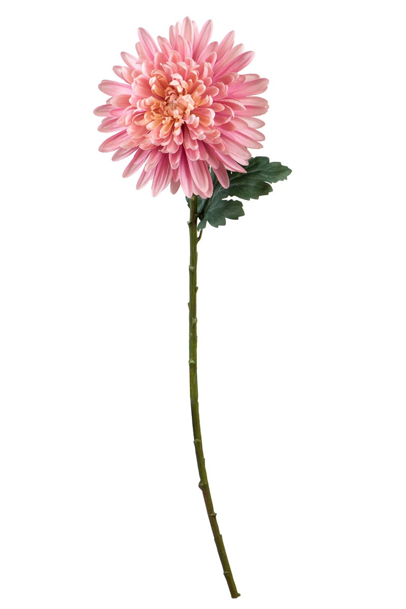 Fleur unique - Chrysanthème