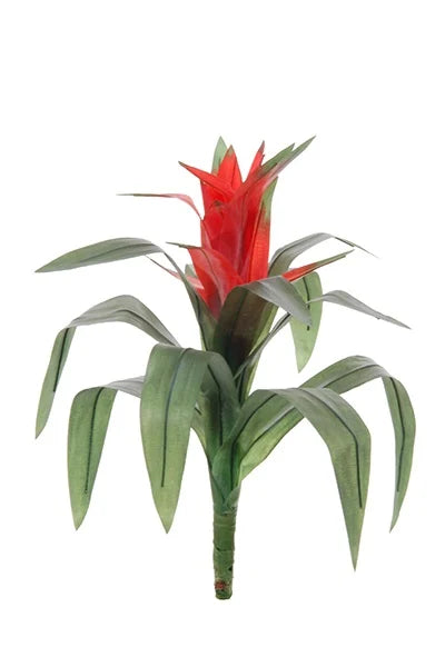 Fleur - Guzmania